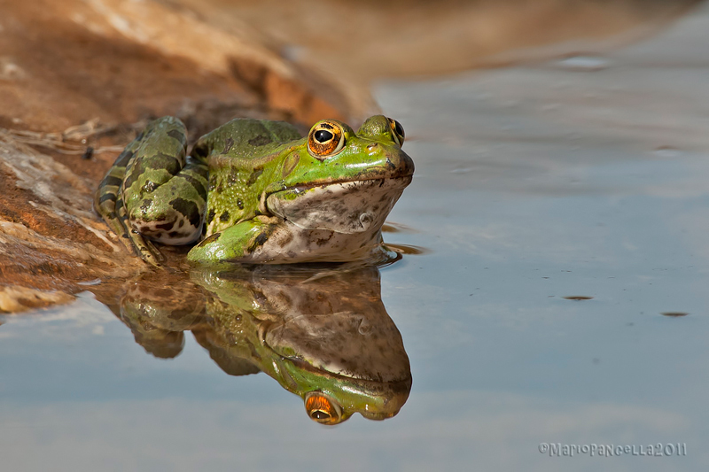 Pelophylax sp.